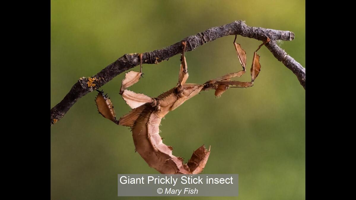 02_Giant Prickly Stick insect_Mary Fish
